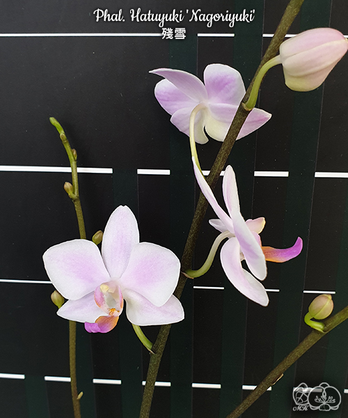 美琪園藝Miki Orchid - 品種詳細頁